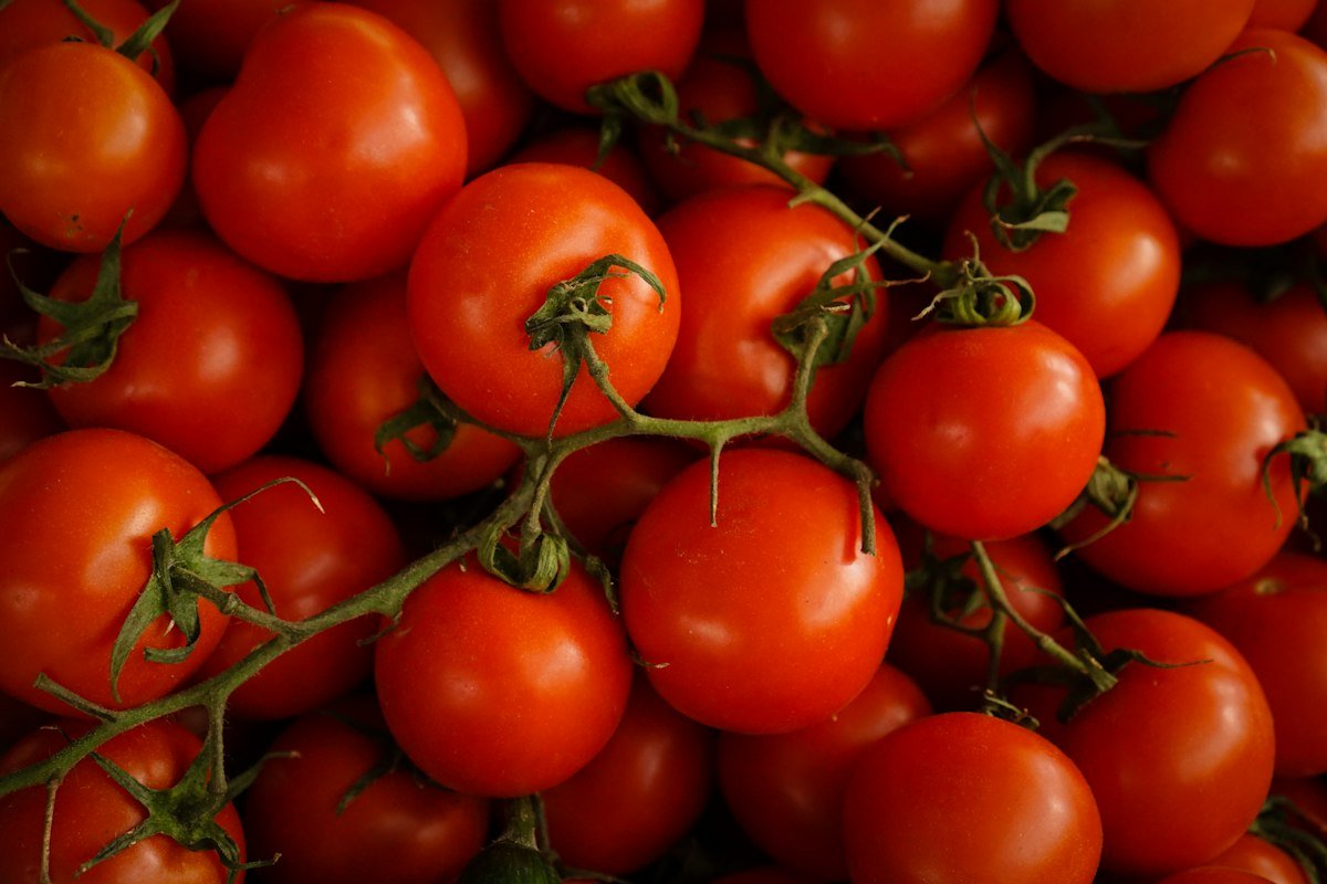 Ripe red tomatoes, a source of vitamin C and lycopene